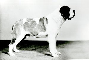 セントバーナード犬 作： English Photographer
